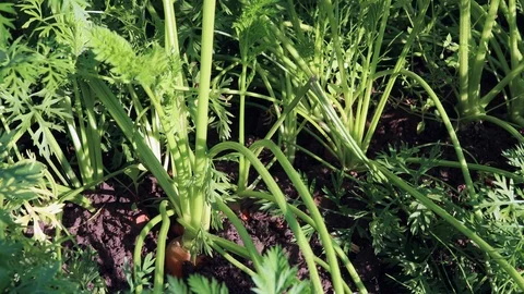 Carrots out of the ground Stock Footage 115328162