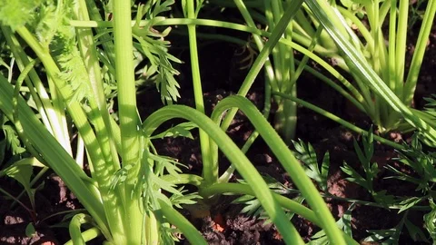 Carrots out of the ground Stock Footage 115328902