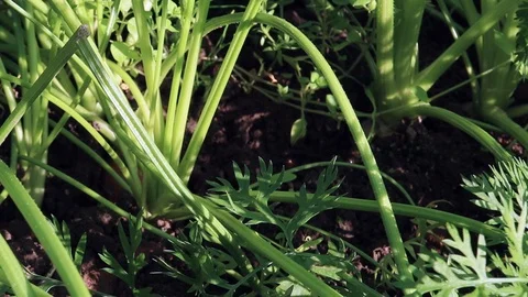 Carrots out of the ground Stock Footage 115328987