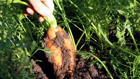 Carrots out of the ground Stock Footage 115332113