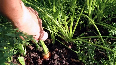 Carrots out of the ground Stock Footage 115332345