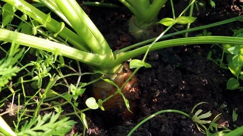 Carrots out of the ground Stock Footage 115336026