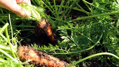 Carrots out of the ground Stock Footage 115348709