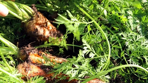Carrots out of the ground Stock Footage 115397971