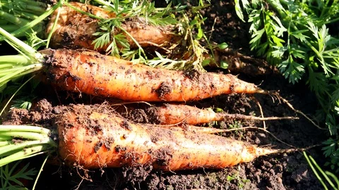 Carrots out of the ground Stock Footage 115398078