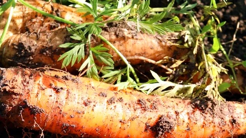 Carrots out of the ground Stock Footage 115398425