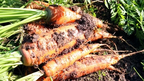 Carrots out of the ground Stock Footage 115401522