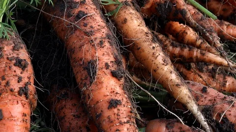 Carrots out of the ground Stock Footage 115405944