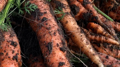 Carrots out of the ground Stock Footage 115406052