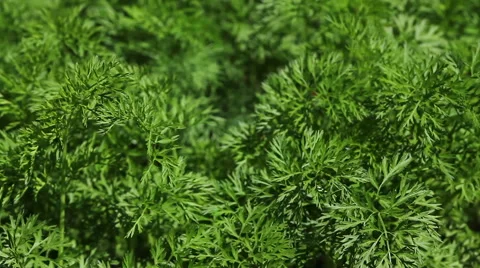 Carrots on a patch HD Stock Footage 47033325