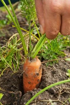 Carrots Stock Photos