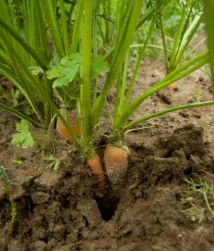 Carrots Foto stock