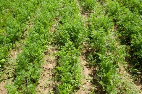 Carrots Foto stock