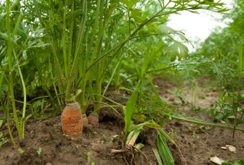 Carrots Stock Photos