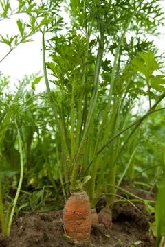 Carrots Foto stock
