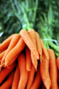 Carrots 库存照片