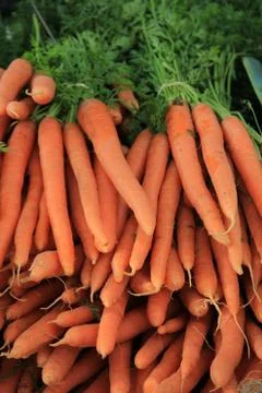 Carrots Stock Photos