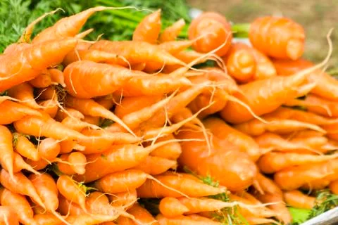 Carrots Stock Photos