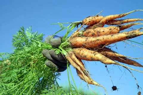 Carrots Stock Photos