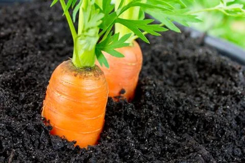 Carrots Stock Photos