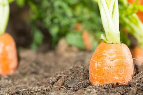 Carrots Foto stock