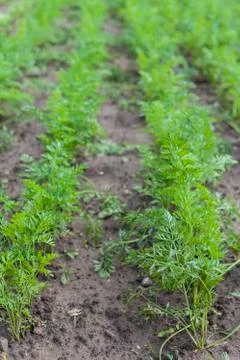 Carrots Stock Photos