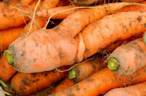 Carrots Stock Photos
