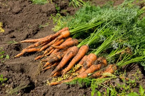 Carrots Stock Photos