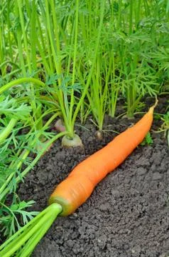 Carrots 스톡 사진