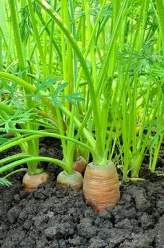 Carrots Stock Photos