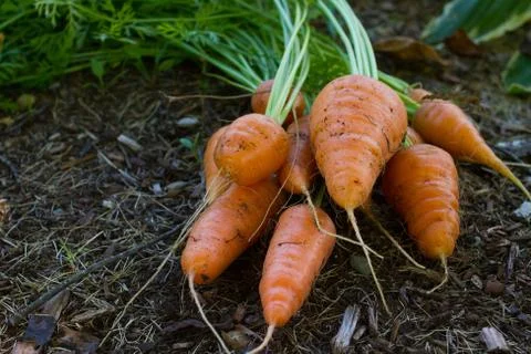 Carrots Stock Photos