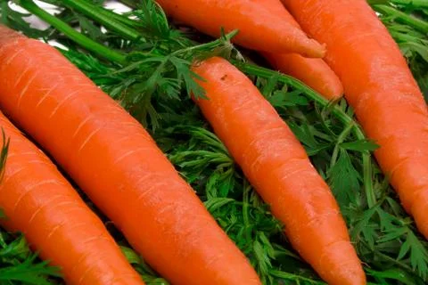 Carrots Stock Photos