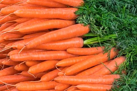 Carrots Stock Photos