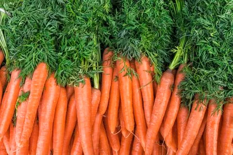 Carrots Stock Photos