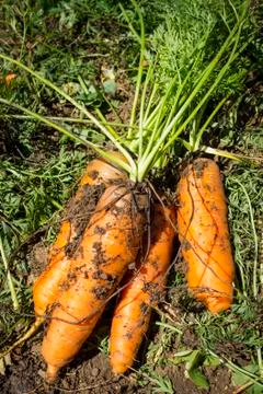 Carrots Stock Photos