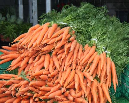 Carrots. Stock Photos