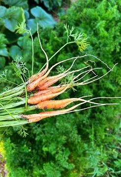 Carrots Stock Photos