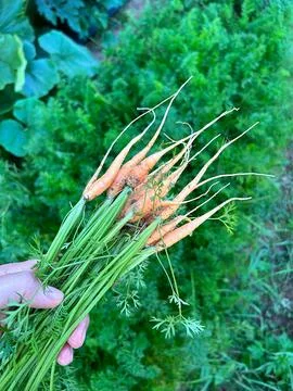 Carrots Stock Photos