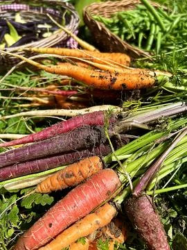 Carrots Stock Photos