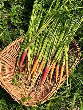 Carrots Stock Photos