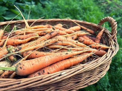 Carrots Stock Photos