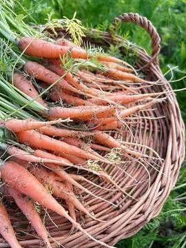 Carrots Stock Photos