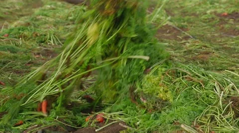 Carrots Picking Up Stock-Footage 22304262