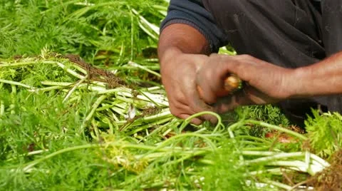 Carrots Picking Up Stock Footage
