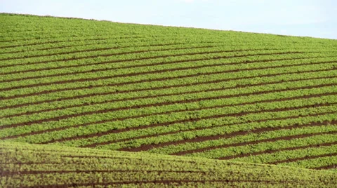 Carrots Plantation2 库存影片 39566554
