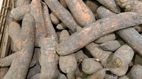 Carrots of poor quality for disposal Stock Footage 120662575