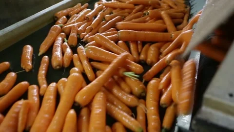 Carrots processed in automatic machine conveyer belt in food factory. Stock Footage 131560740