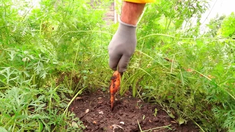 Carrots pulled out of the ground Stock-Footage 259876886