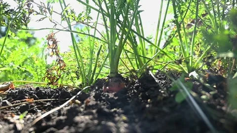 Carrots pulled out of ground in garden Video stock 138025615