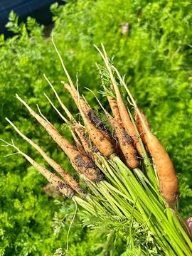 Carrots pulled out of the ground Stock Photos